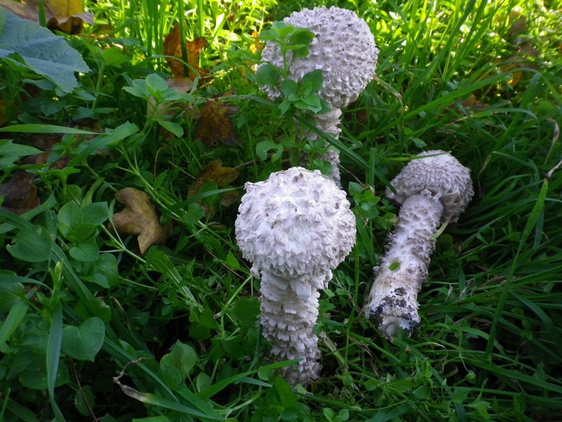 Amanita codinae ?